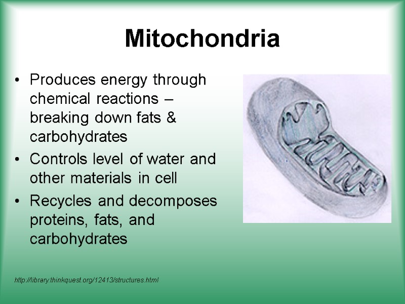 Mitochondria Produces energy through chemical reactions – breaking down fats & carbohydrates Controls level